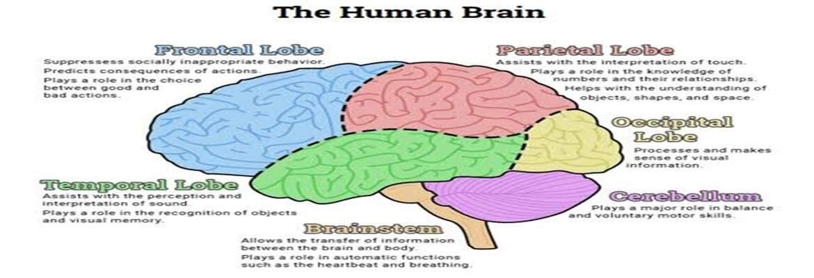 Interesting Facts About The Human Brain